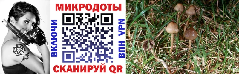 Псилоцибиновые грибы Cubensis  Жигулёвск 